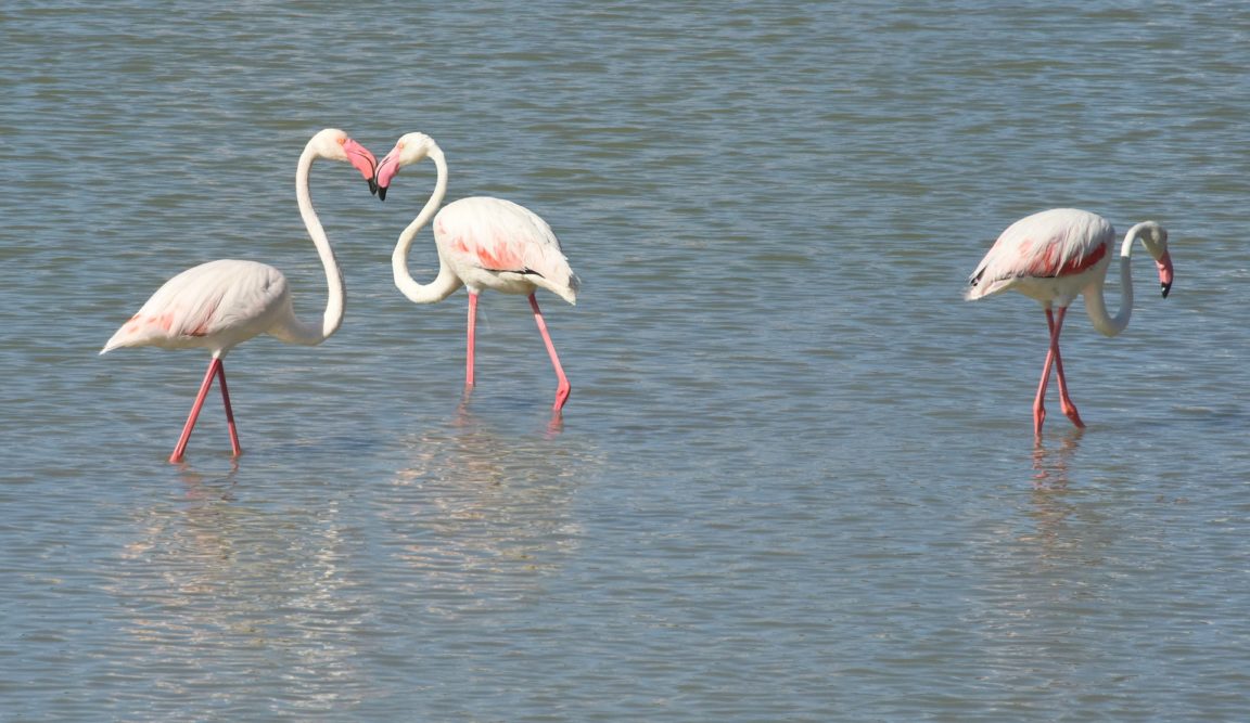 flamants roses
