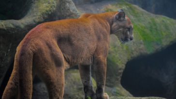 pumas