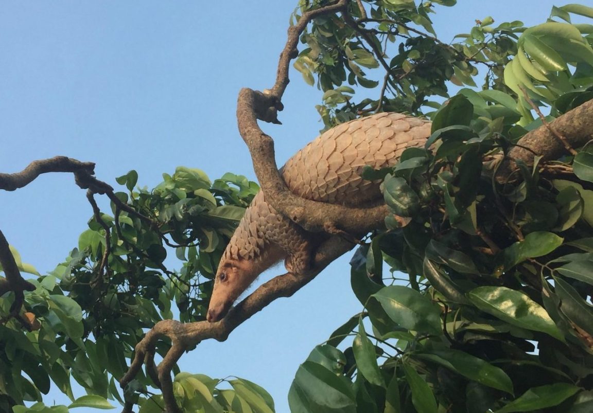 pangolins