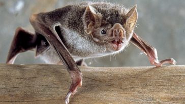 chauve souris