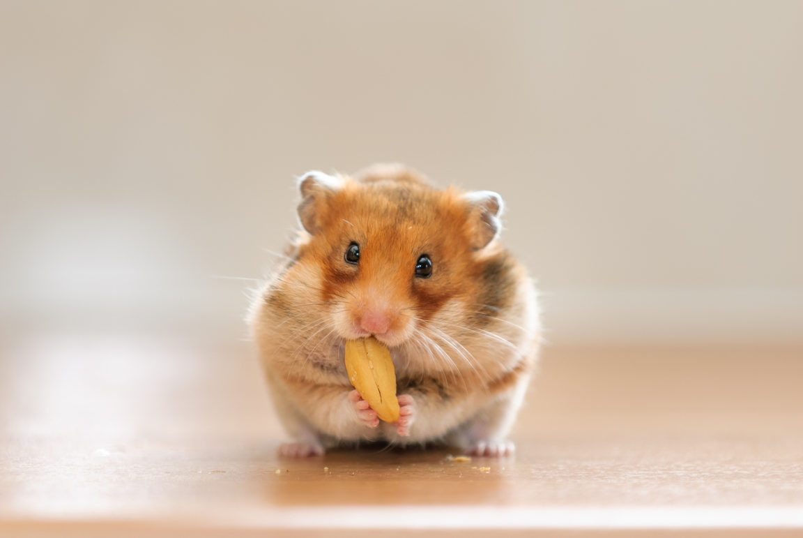 hamster