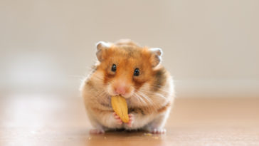 hamster