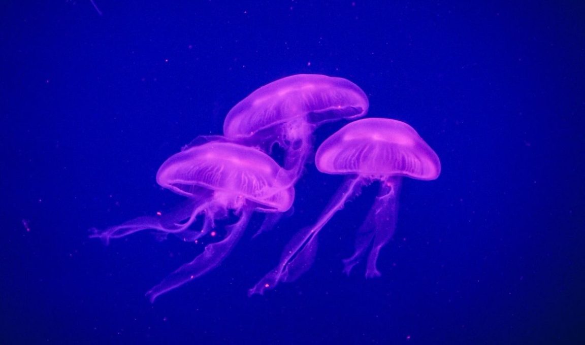 océan méduses