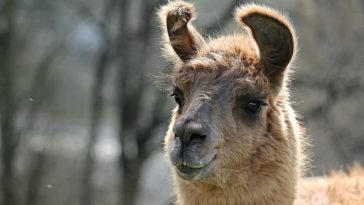 lama animal