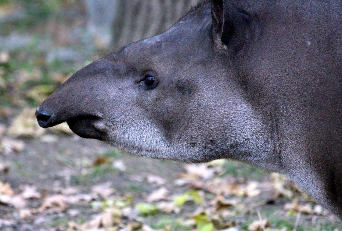 tapir