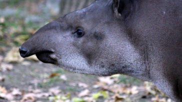 tapir