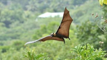 rousette chauve souris