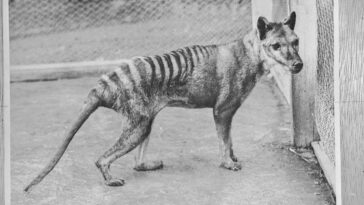 thylacine