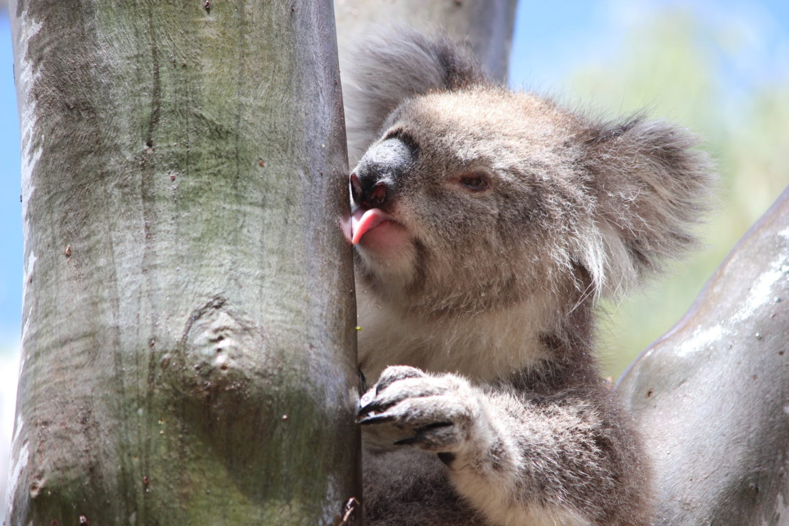 koalas
