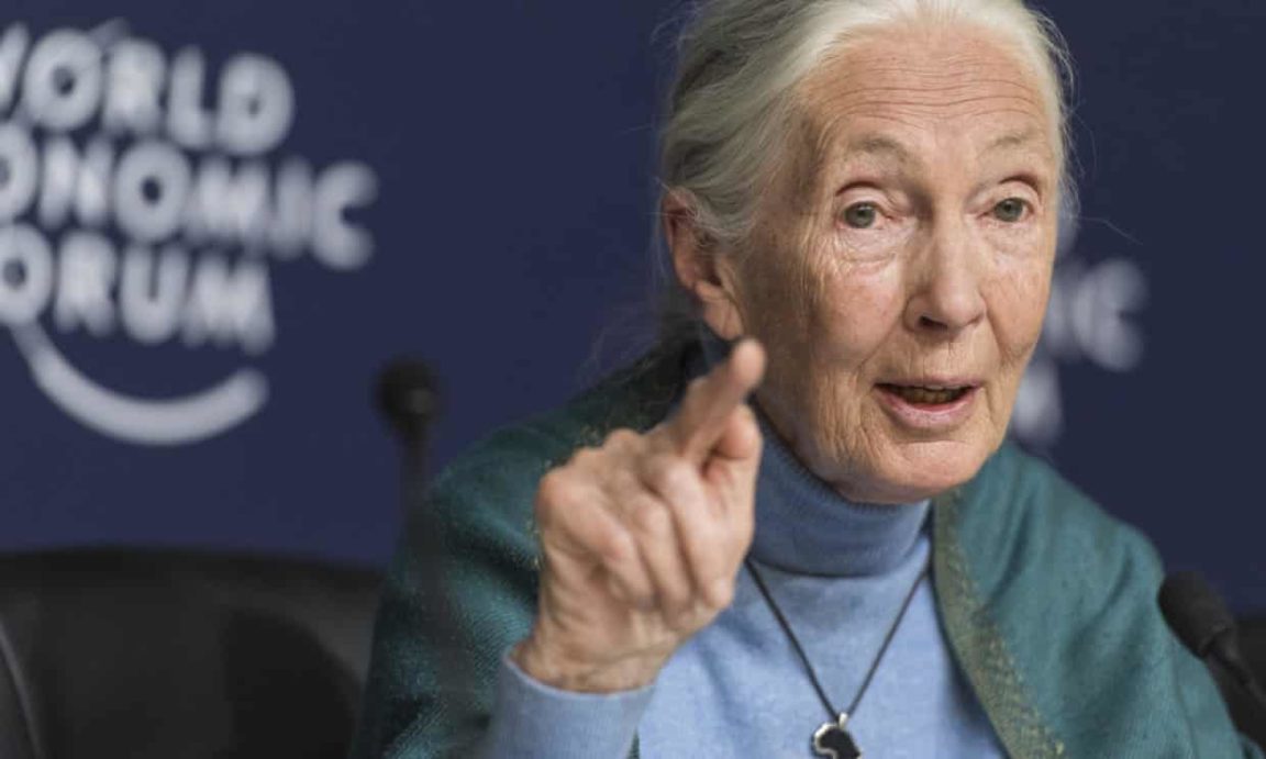 jane goodall