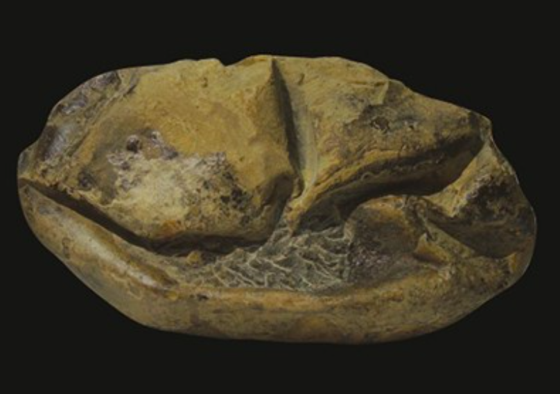 oeuf préhistorique