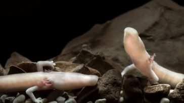 bébé dragon slovénie