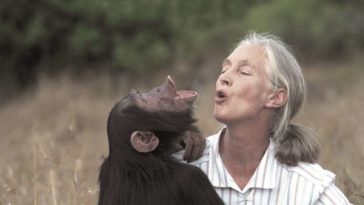 jane goodall
