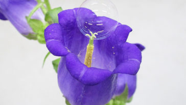 bulle fleur savon pollen