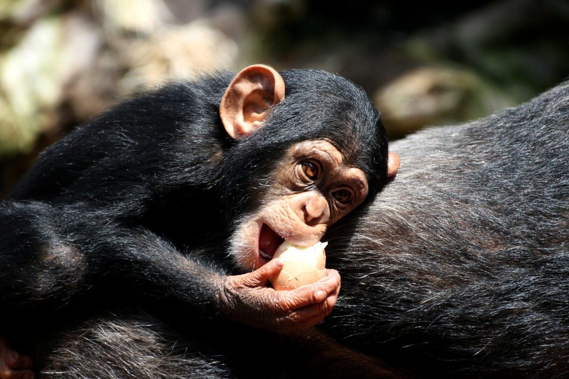 chimpanzés humains