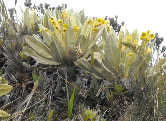 frailejon nouvelle espèce