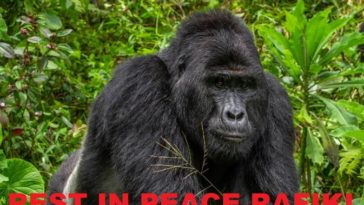 gorille Rafiki Ouganda