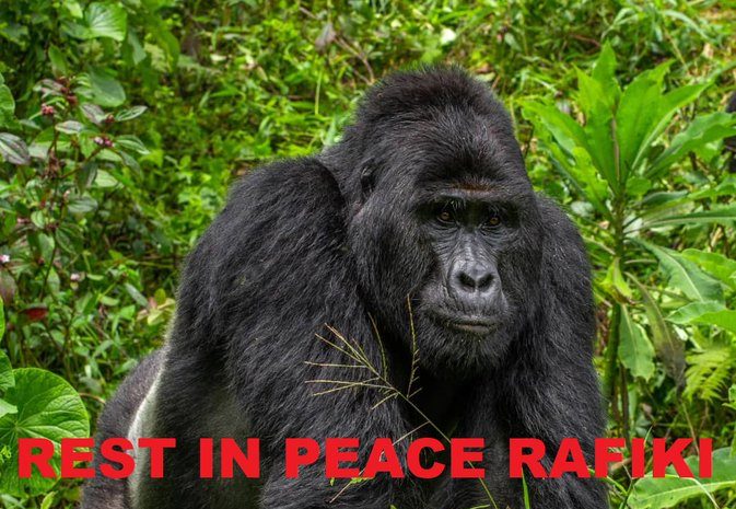 gorille Rafiki Ouganda