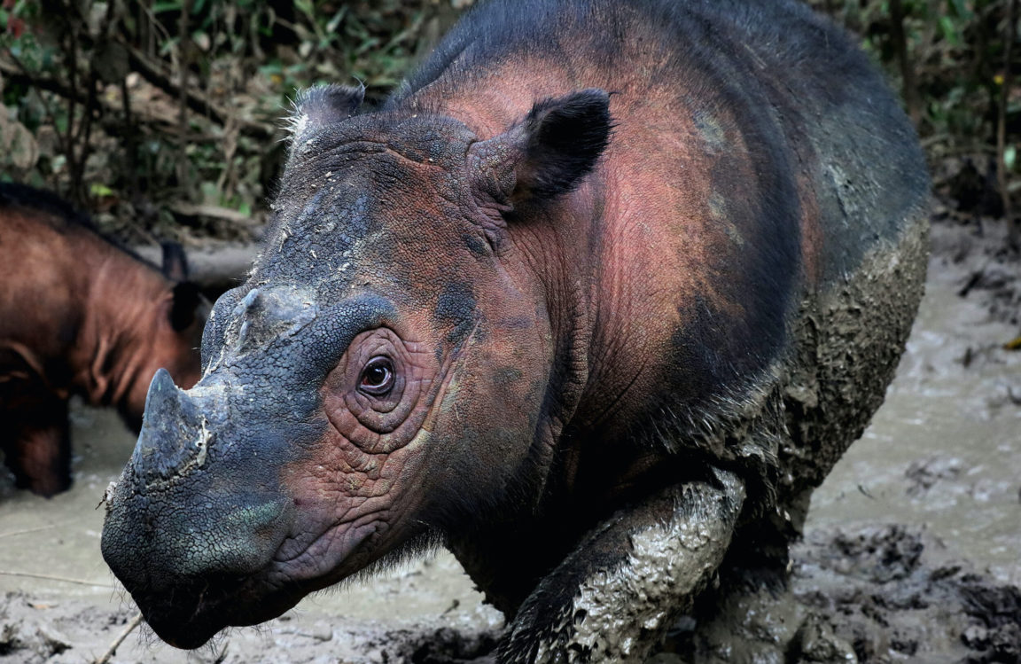 vertébrés rhinocéros
