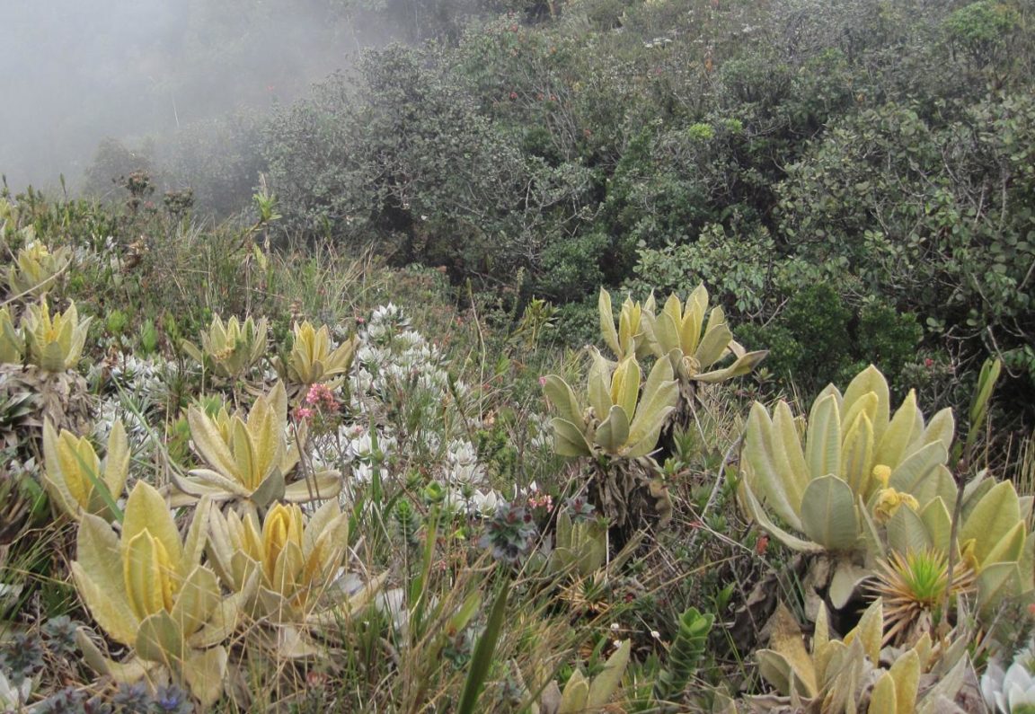 paramo sonson colombie