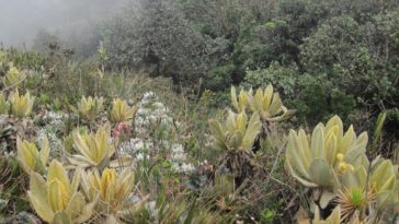 paramo sonson colombie