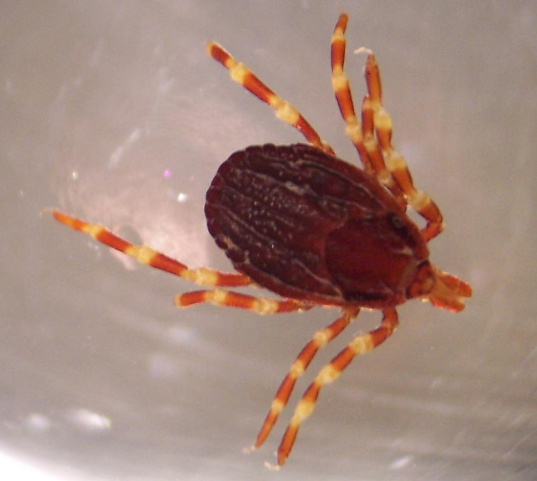 tique pattes rayées 2