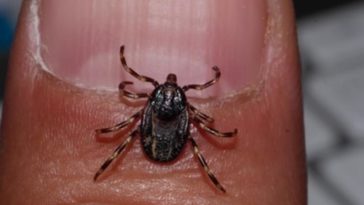 tique pattes rayées