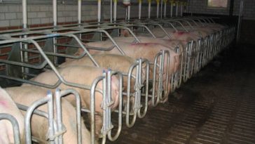 elevage intensif porcs