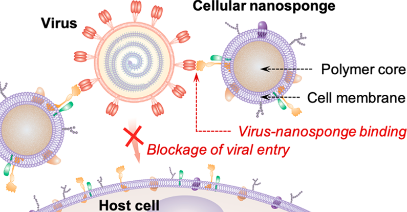schéma covid 19 nanoéponge