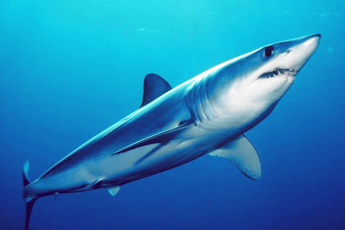 requin