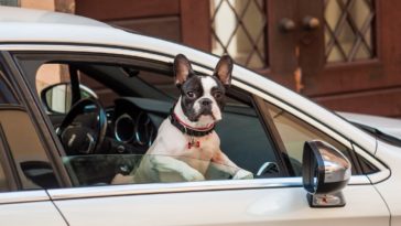 chien voiture fenetre ouverte