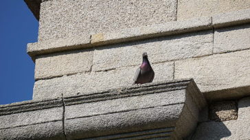 pigeon