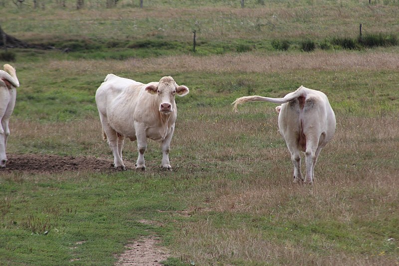 vaches charolaises