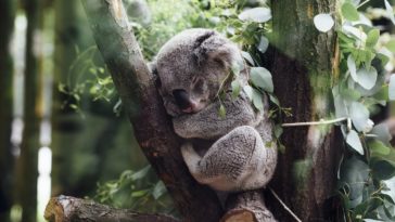 koalas