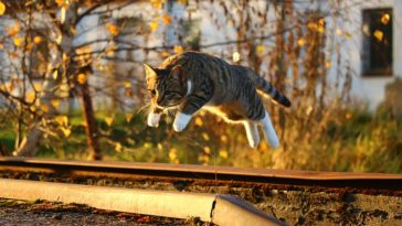 chat saut