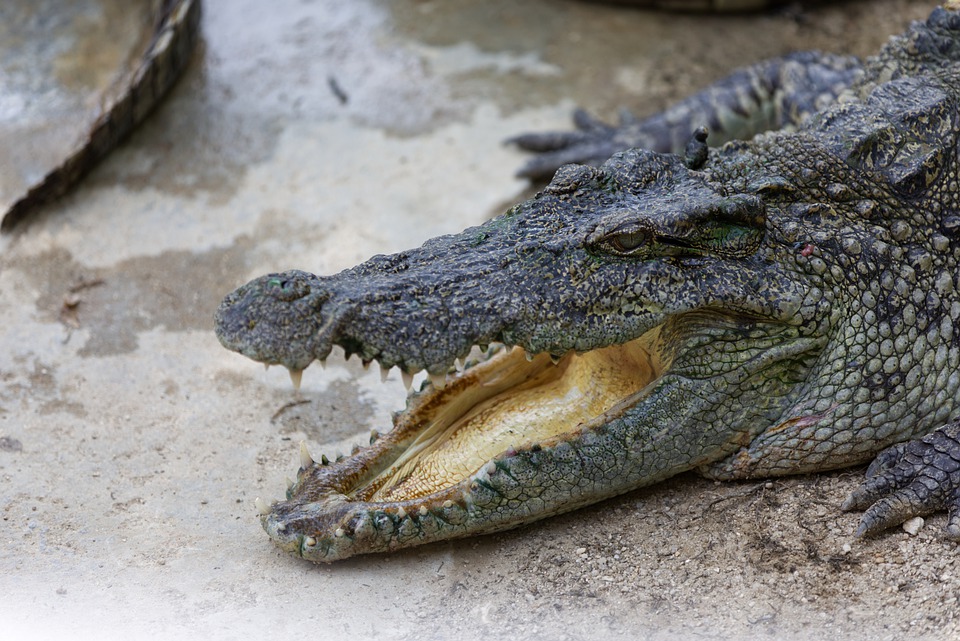 crocodile