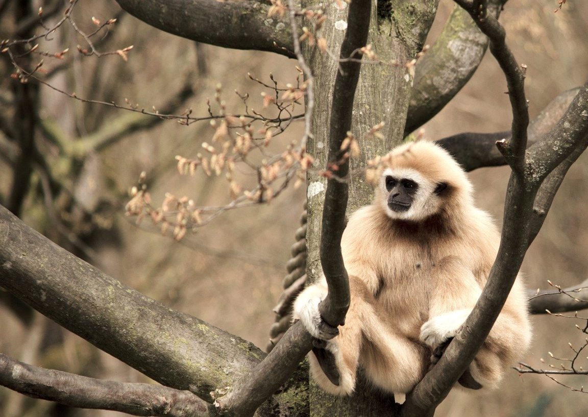 gibbon singe
