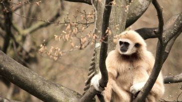 gibbon singe