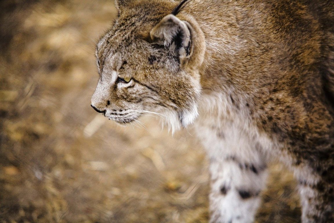 lynx