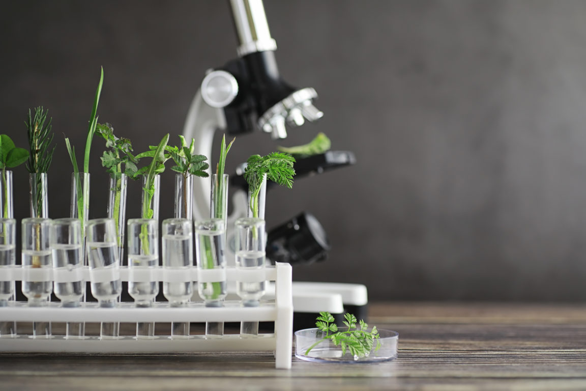 microscope phytothérapie recherche sciences