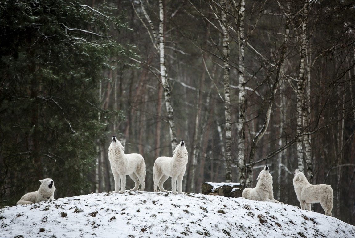 loups