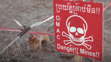 rat mines detection 2