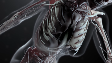 squelette humain virtuel