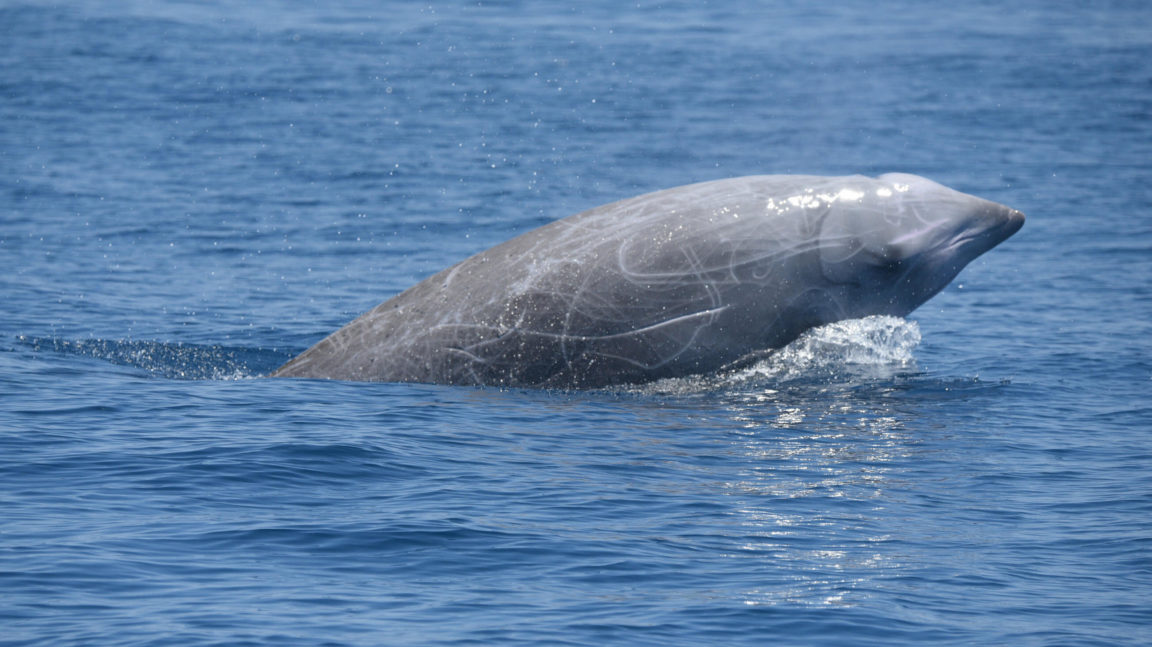 baleine de cuvier retenir son souffle