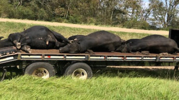 vaches mortes moustiques