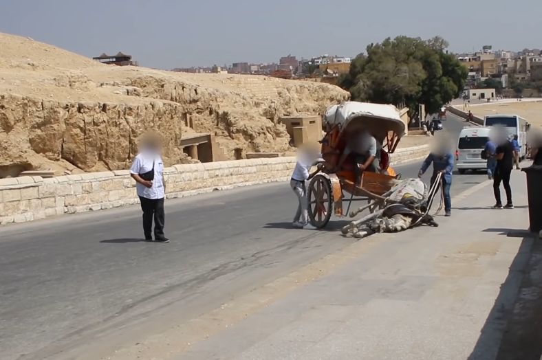 PETA pyramides action animaux 2