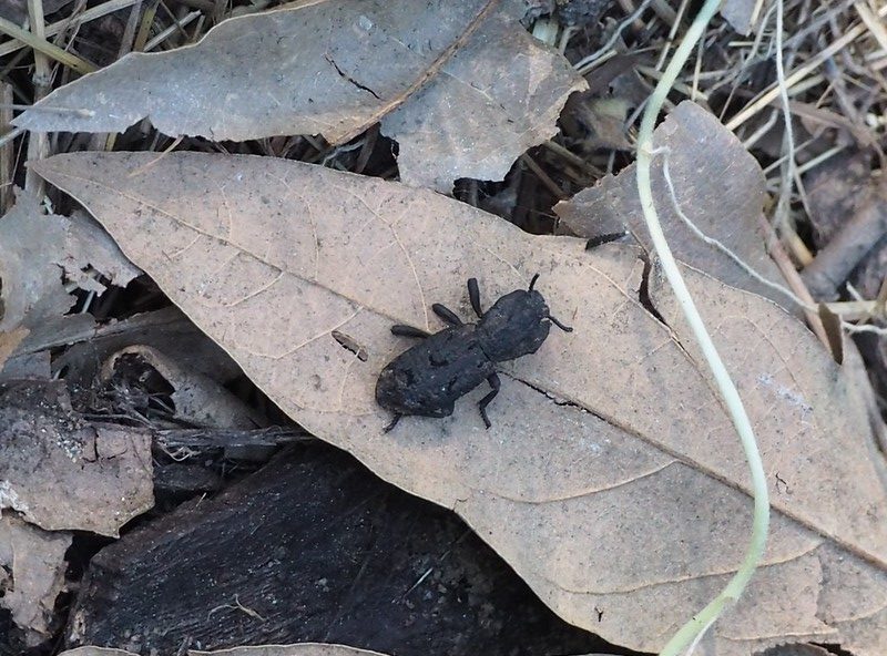 coléoptère diabolique cuirassé 2