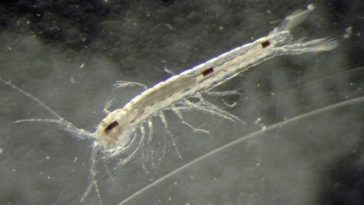 crustacé découverte