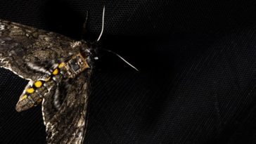 papillon nuit capteur