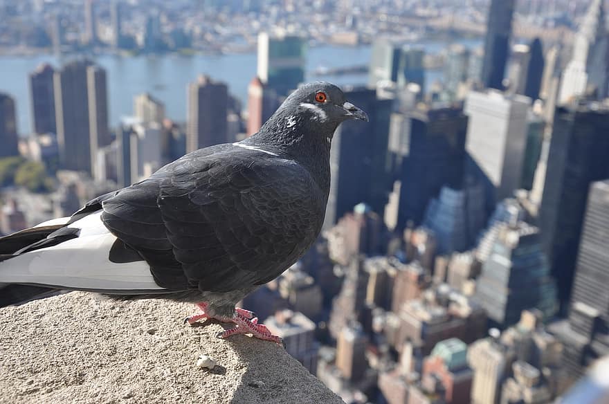 pigeon oiseau ville